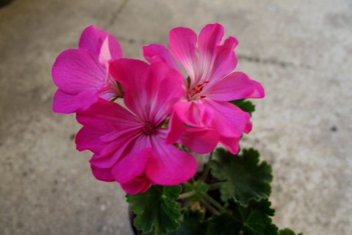 zonal lilarose