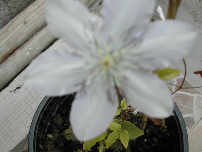 DSCN1483 - clematite