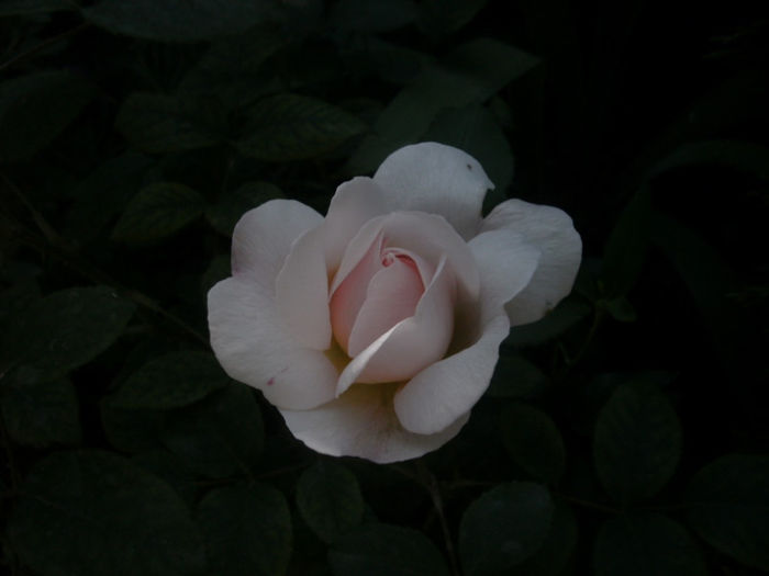 PICT0243 - Trandafiri 2013