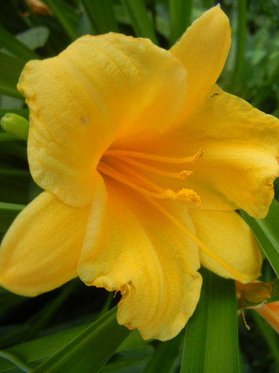 Hemerocallis Stella de Oro (2013, Jun.15)