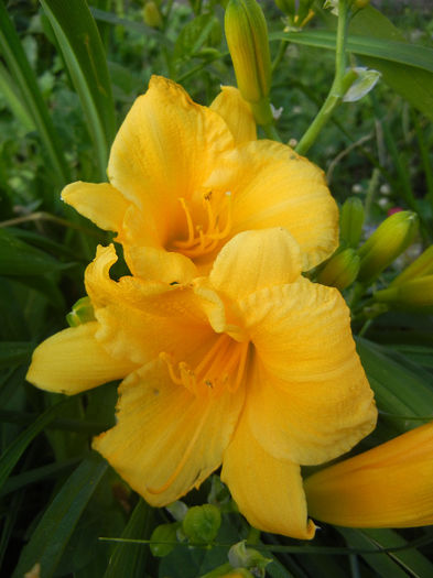 Hemerocallis Stella de Oro (2013, Jun.15) - Hemerocallis Stella de Oro