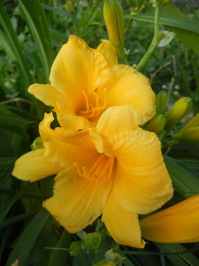 Hemerocallis Stella de Oro (2013, Jun.15)