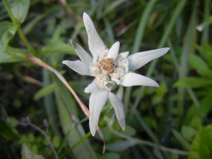 Leontopodium alpinum (2013, June 15)