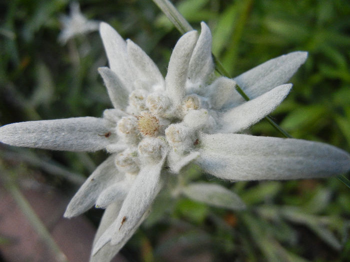Leontopodium alpinum (2013, June 15)