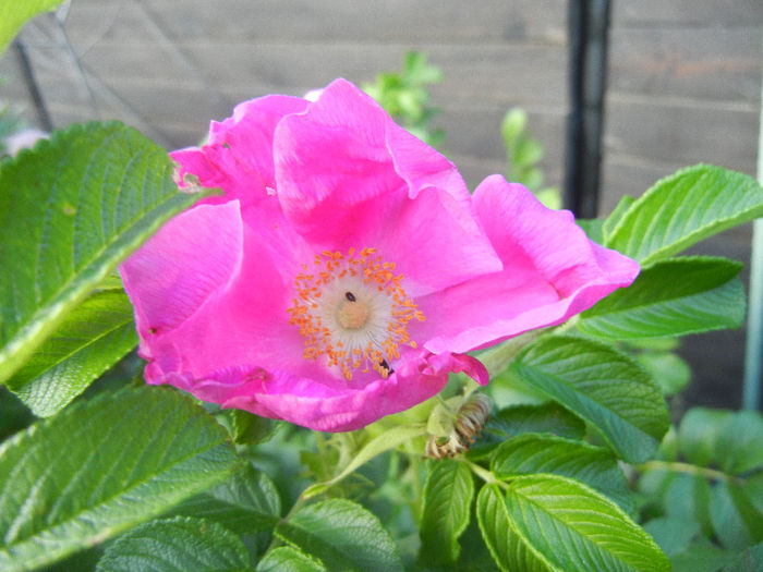 Rosa rugosa (2013, June 15) - ROSA Rugosa_Rugosa Rose