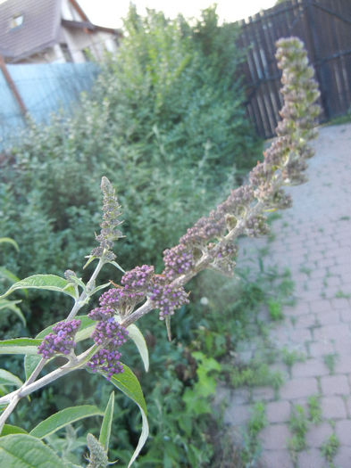 Buddleja davidii Purple (2013, Jun.15) Buddleja davidii Purple (2013, Jun.15)