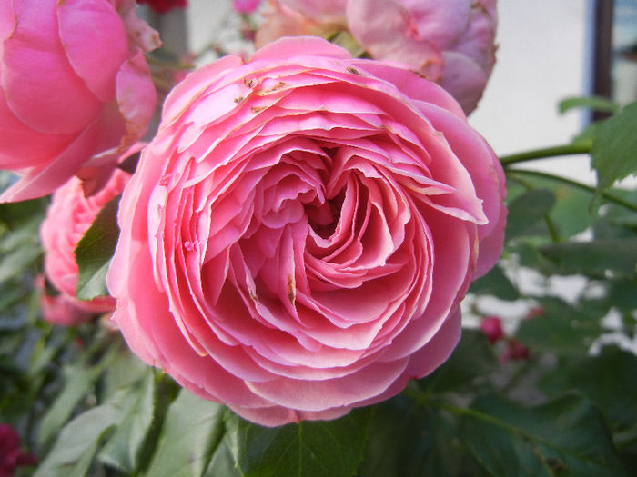 Rose Louise Odier (2013, June 15) - Rose Louise Odier