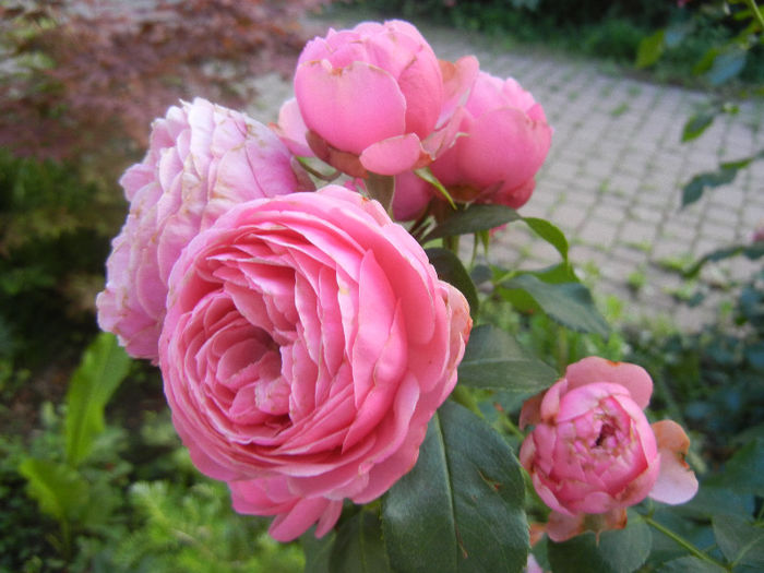 Rose Blue Perfume (2013, June 15)