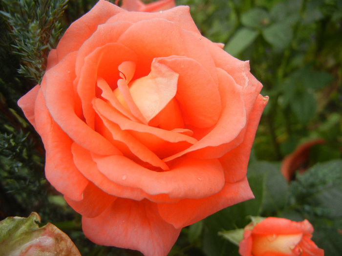 Bright Salmon Rose (2013, June 13)