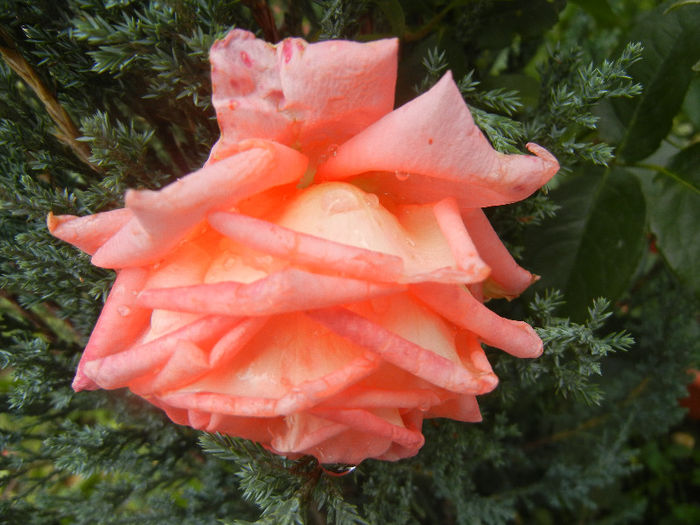 Bright Salmon Rose (2013, June 13)