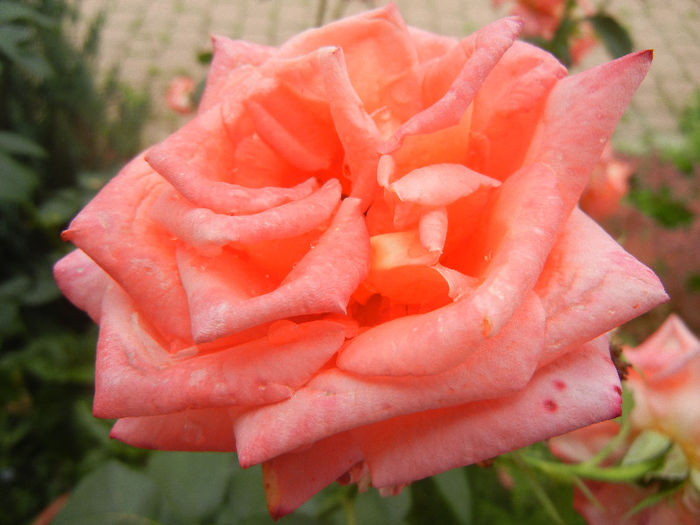 Bright Salmon Rose (2013, June 13)