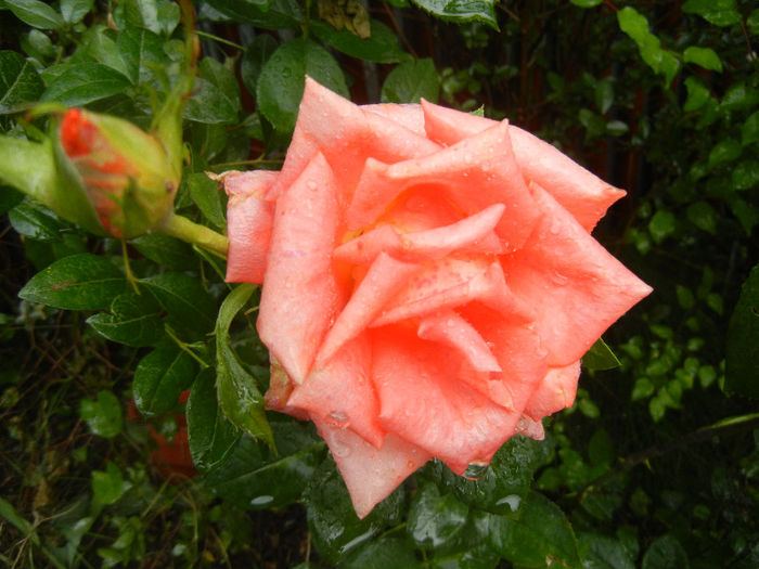 Rose Monica (2013, June 14)
