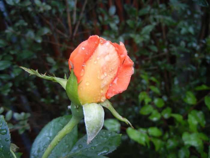 Rose Monica (2013, June 14)