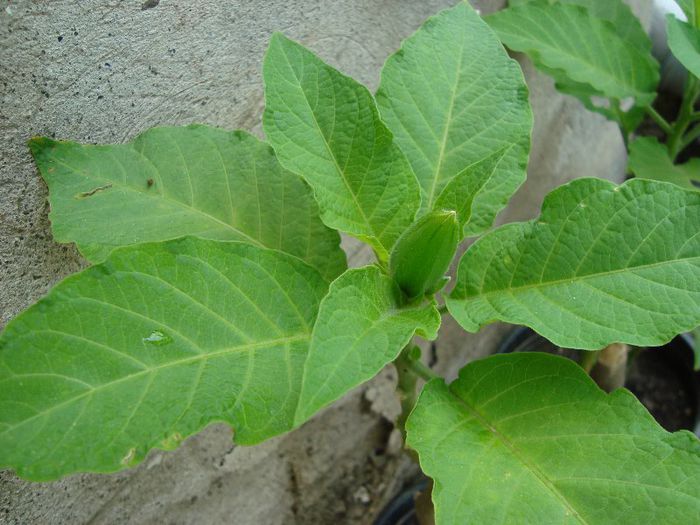 DSC08713 - brugmasii si datura 2013-2014