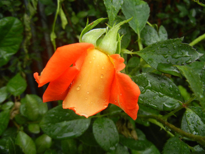 Rose Monica (2013, June 14)