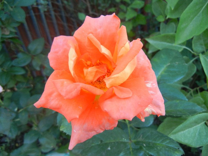 Rose Monica (2013, June 15) - Rose Monica
