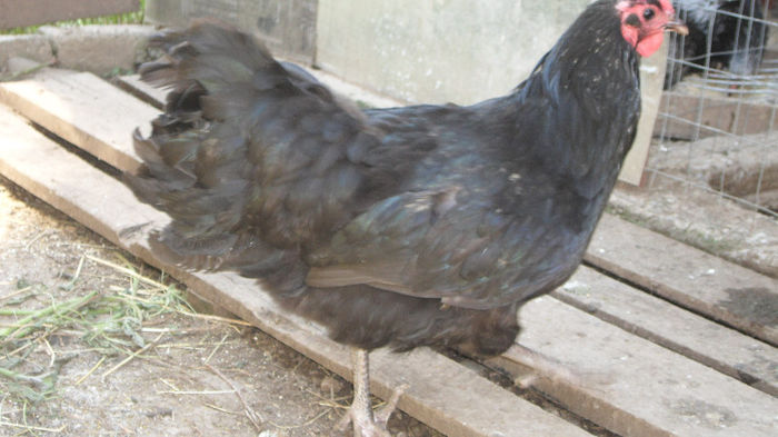 SAM_2489 - Z AUSTRALORP 2013