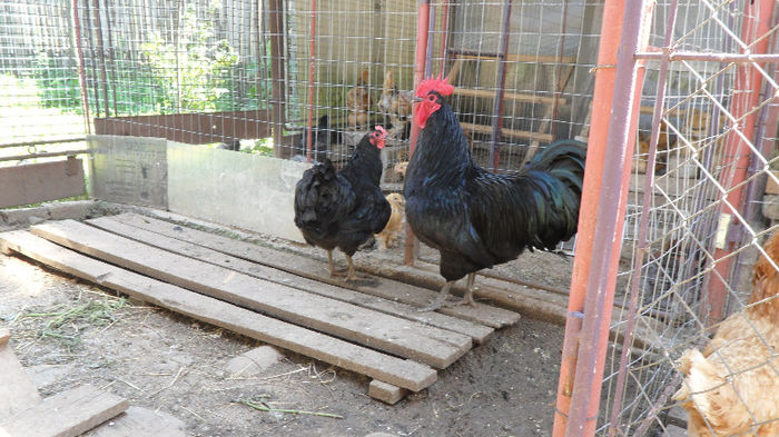 SAM_2490 - Z AUSTRALORP 2013