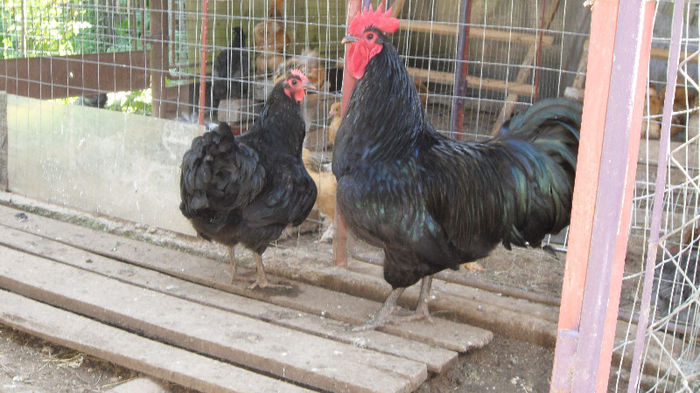 SAM_2491 - Z AUSTRALORP 2013