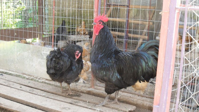 SAM_2492 - Z AUSTRALORP 2013