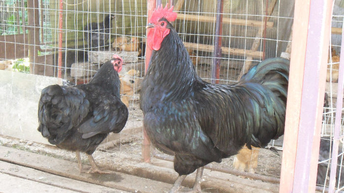 SAM_2494 - Z AUSTRALORP 2013