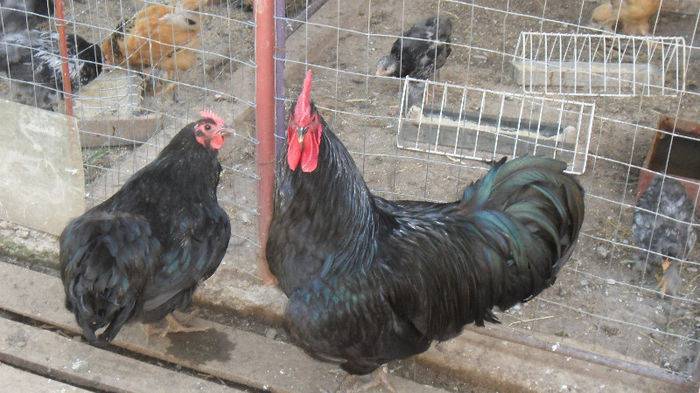 SAM_2495 - Z AUSTRALORP 2013