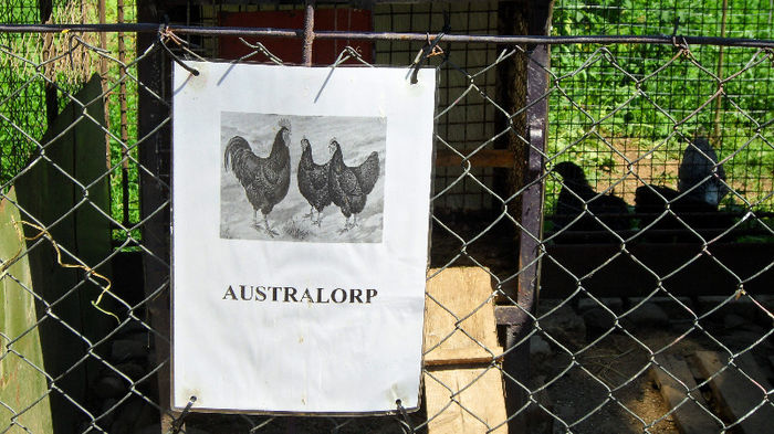 SAM_2497 - Z AUSTRALORP 2013