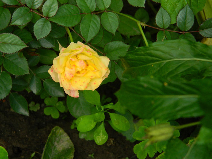 DSCN4350