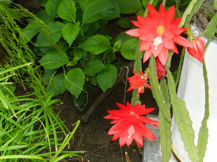 DSCN4502