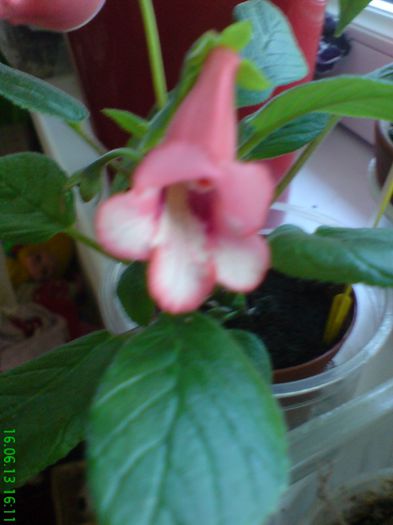 DSC07294