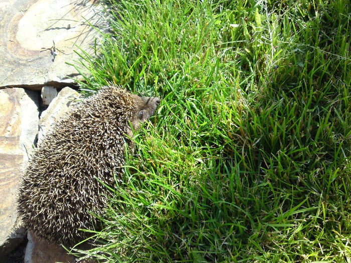 011 - Pozele anului 2013