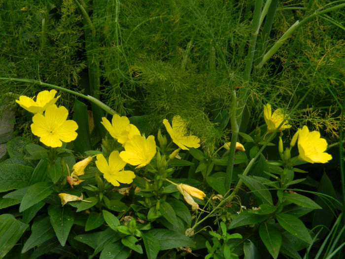 DSCN4514 - IUNIE 2013