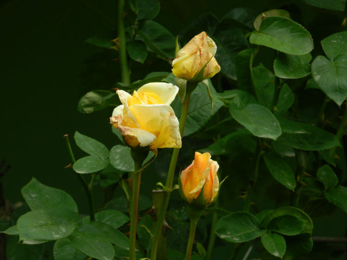 DSCN4528 - IUNIE 2013