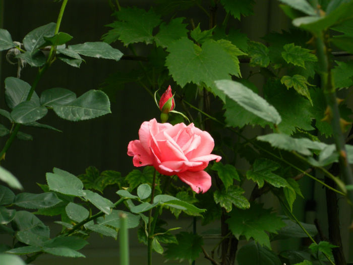 DSCN4534 - IUNIE 2013