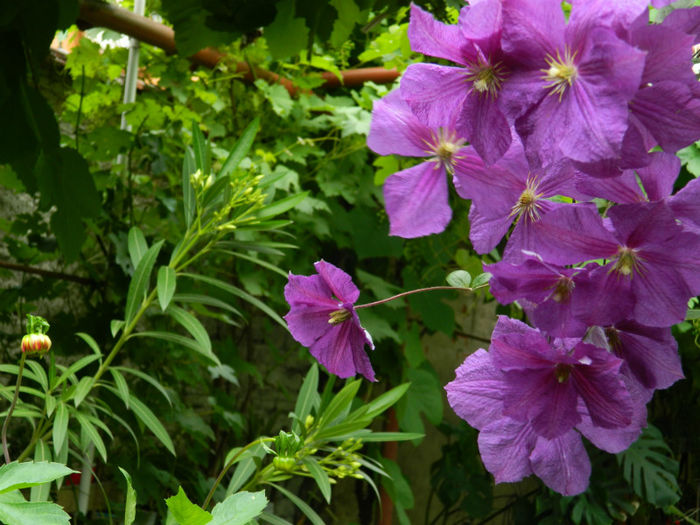 DSCN4539 - IUNIE 2013