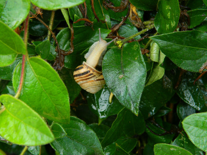 DSCN4572 - IUNIE 2013