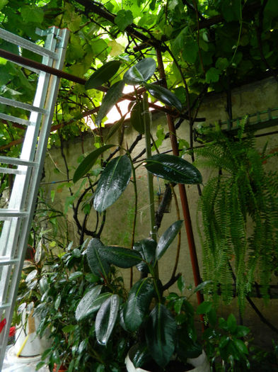 DSCN4576 - IUNIE 2013
