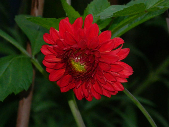 DSCN4590