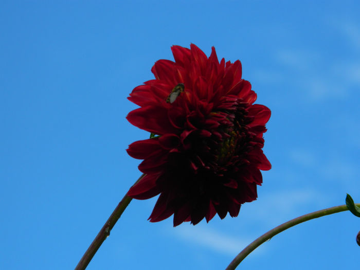 DSCN4591