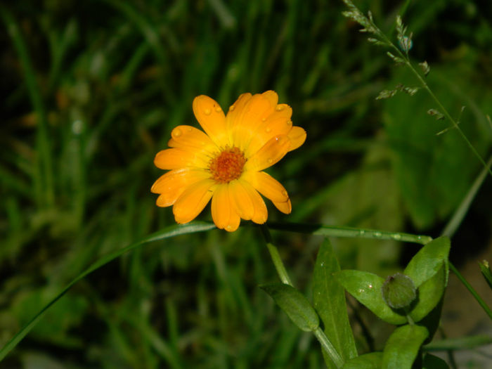 DSCN4609