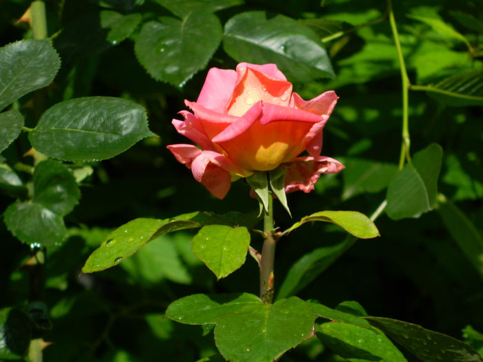 DSCN4610