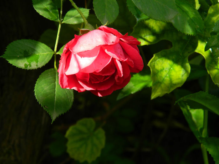 DSCN4611