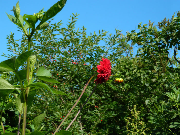 DSCN4613