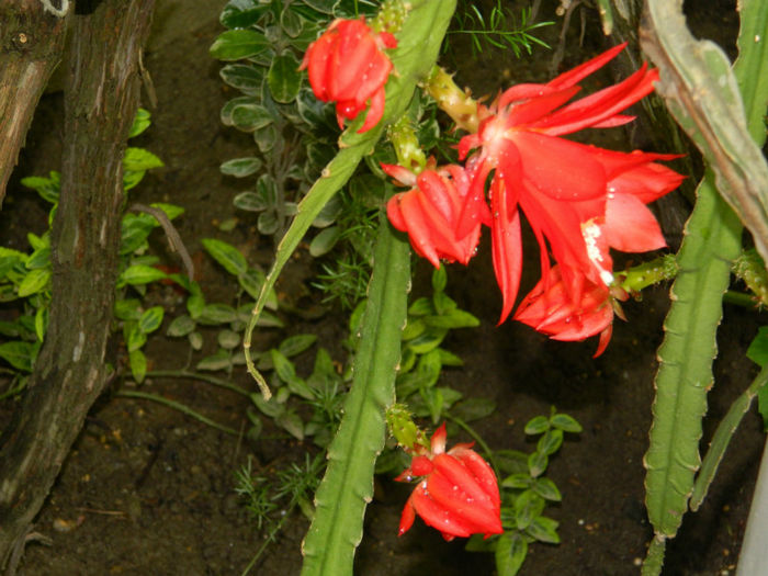 DSCN4616