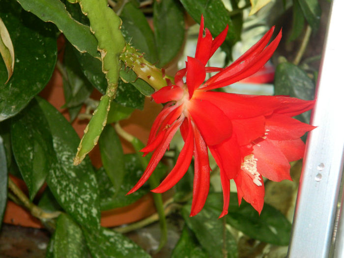 DSCN4617