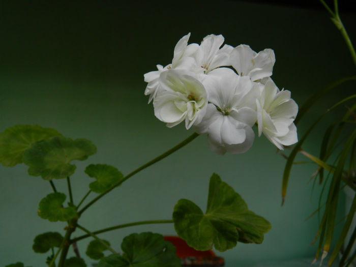 DSCN4620