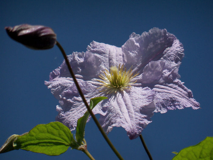 16.06.2013 - BLUE ANGEL