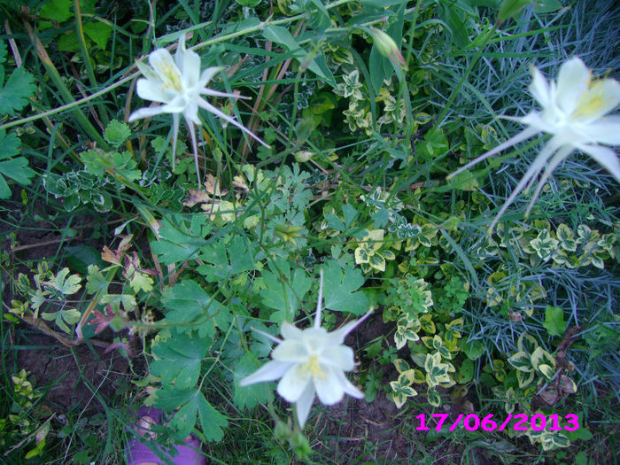 caldarusa galben pal - Floricelele mele 2013