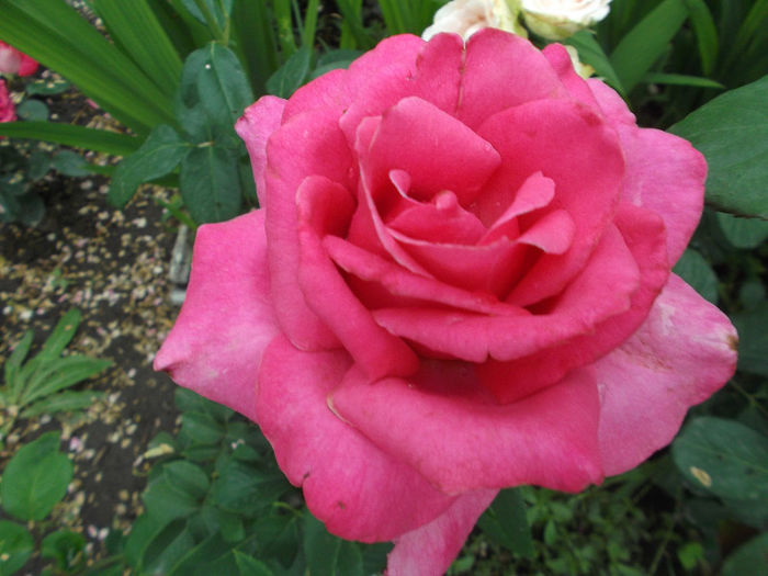 Passion - Gradina de flori 2013