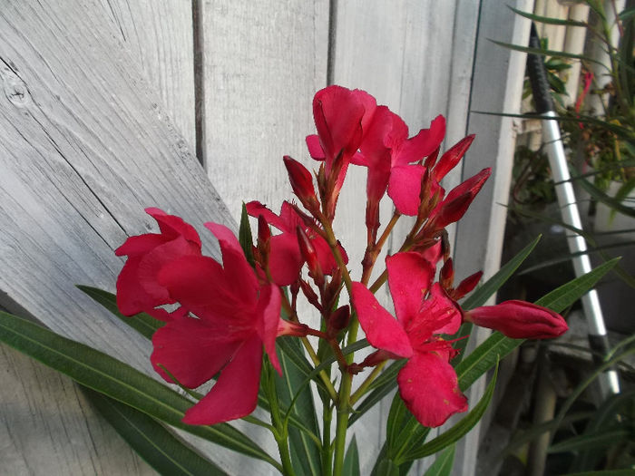 Leandru - Gradina de flori 2013